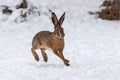 Hare running in the winter field Royalty Free Stock Photo