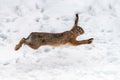 Hare running in the winter field Royalty Free Stock Photo