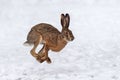 Hare running in the winter field