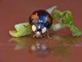 Close Up Harlequin ladybird Ladybug Macro Photography Royalty Free Stock Photo