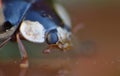 Close Up Harlequin ladybird Ladybug Macro Photography Royalty Free Stock Photo