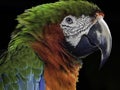 Close-up of Harlequin Macaw