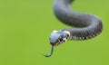 Harmless small snake, grass snake, Natrix natrix