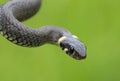 Harmless small snake, grass snake, Natrix natrix Royalty Free Stock Photo