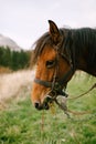 Close-up of a harnessed brown horse in profile. Royalty Free Stock Photo