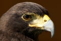 Close-up of Harris hawk head in sunshine Royalty Free Stock Photo
