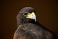 Close-up of Harris hawk looking over shoulder Royalty Free Stock Photo