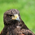 A close up of a Harris Hawk Royalty Free Stock Photo