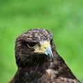 A close up of a Harris Hawk Royalty Free Stock Photo