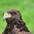 A close up of a Harris Hawk Royalty Free Stock Photo