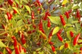 Close up of a harvest of fresh red spicy chillies growing on a bush in a greenhouse on a farm Royalty Free Stock Photo