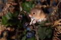 Close up of a harvest mouse Royalty Free Stock Photo
