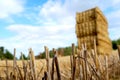 Close-up of the harvested crop with the blurred hay pack on grain field near Slavonice, Czech Republic, bohemian region