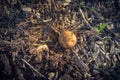 One organic harvested potato from patch garden in USA