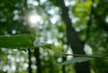 Close up of a Harvestmen Daddy Longlegs resting on a leaf in a forest Royalty Free Stock Photo