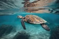 close-up of hatchling sea turtle's shell, with shimmering colors and markings visible Royalty Free Stock Photo