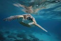 close-up of hatchling sea turtle's shell, with shimmering colors and markings visible Royalty Free Stock Photo