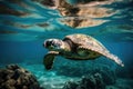 close-up of hatchling sea turtle's shell, with shimmering colors and markings visible Royalty Free Stock Photo