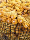 Dried corn cobs Royalty Free Stock Photo