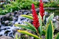 Close-up of Hawaiian Ginger and a small waterfall at a resort in Maui at Hawaii, USA