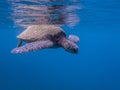 Close Up Profile Green Sea Turtle in Blue Ocean Royalty Free Stock Photo