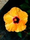 Close up of Hawaiian Hibiscus Flower-India Royalty Free Stock Photo