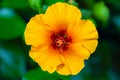 Close-Up Hawaiian Yellow Hibiscus Flower. Macro shot of hibiscus flowers in the garden. Extreme close up shot of Hibiscus flower. Royalty Free Stock Photo