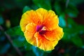 Close-Up Hawaiian Yellow Hibiscus Flower. Macro shot of hibiscus flowers in the garden. Extreme close up shot of Hibiscus flower. Royalty Free Stock Photo