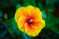 Close-Up Hawaiian Yellow Hibiscus Flower. Macro shot of hibiscus flowers in the garden. Extreme close up shot of Hibiscus flower. Royalty Free Stock Photo