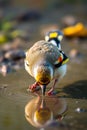 Hawfinch drinking water, reflection Royalty Free Stock Photo