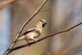 Hawfinch - Coccothraustes coccothrautes in the forest Royalty Free Stock Photo