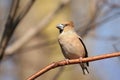 Hawfinch - Coccothraustes coccothrautes in the forest Royalty Free Stock Photo