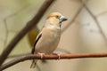 Hawfinch - Coccothraustes coccothrautes in the forest Royalty Free Stock Photo