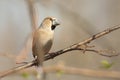 Hawfinch - Coccothraustes coccothrautes in the forest Royalty Free Stock Photo