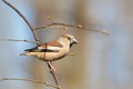 Hawfinch - Coccothraustes coccothrautes in the forest