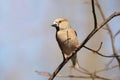 Hawfinch - Coccothraustes coccothrautes in the forest Royalty Free Stock Photo