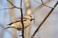 Hawfinch - Coccothraustes coccothrautes in the forest Royalty Free Stock Photo