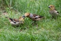 Close up of Hawfinch, Coccothraustes coccothraustes, in the grass feeding its young