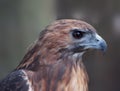 Close-up of hawk Royalty Free Stock Photo