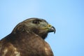 Hawk face on blue sky background