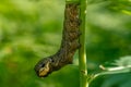 Close up of a hawk moth caterpillar on a green branch Royalty Free Stock Photo