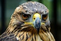 a close up of a hawks face