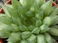 Plants and flowers. Close up of Haworthia cooperi var. cooperi Royalty Free Stock Photo