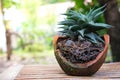 Close-Up haworthia limifora