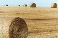 Close up of hay roll in field with additional rolls on horizon line Royalty Free Stock Photo