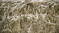 Close-up of hay in snow. Footage. Compressed chaotic hay covered with little snow to feed livestock in winter