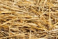 Close up hay straw stack texture Royalty Free Stock Photo