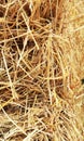Close up hay straw stack texture, agriculture background Royalty Free Stock Photo