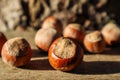 Close-up hazelnuts in a squirrel house