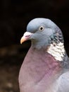 Close-up of head of adult common wood pigeon, Columba palumbus